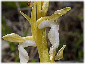 Anacamptis collina