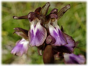 Anacamptis collina