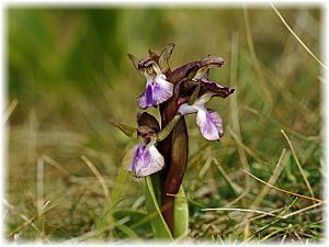 Anacamptis collina