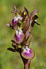 Anacamptis collina