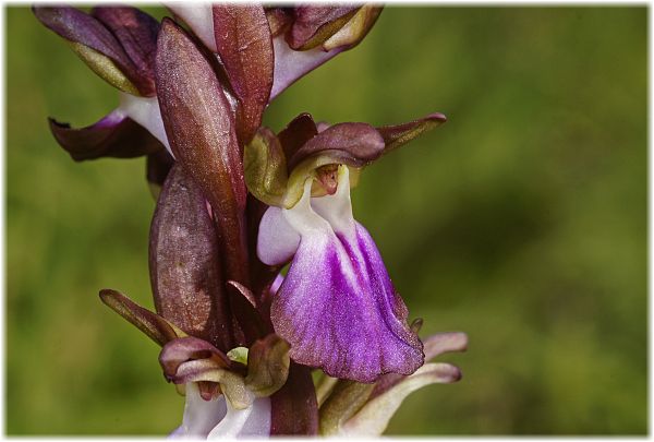 Anacamptis collina