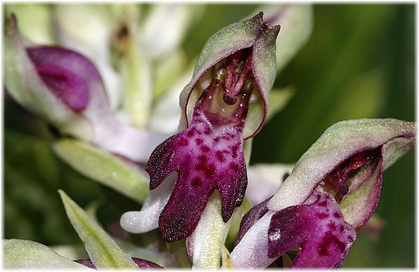 Anacamptis fragrans