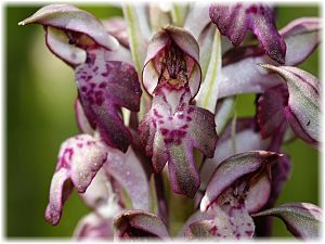 Anacamptis fragrans