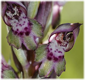 Anacamptis fragans