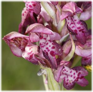 Anacamptis fragrans