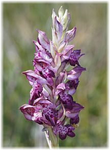 Anacamptis fragrans