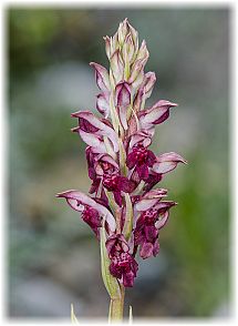 Anacamptis fragrans