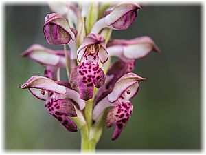 Anacamptis fragrans