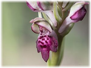 Anacamptis fragrans