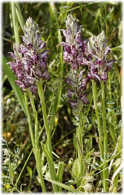 Anacamptis fragrans