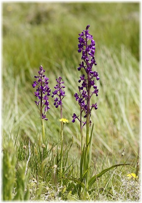 Anacamptis laxiflora