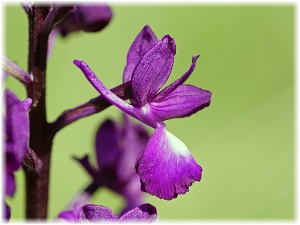 Anacamptis laxiflora