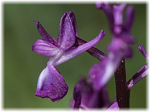 Anacamptis laxiflora