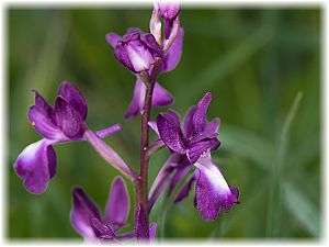 Anacamptis laxiflora