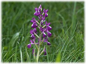 Anacamptis laxiflora