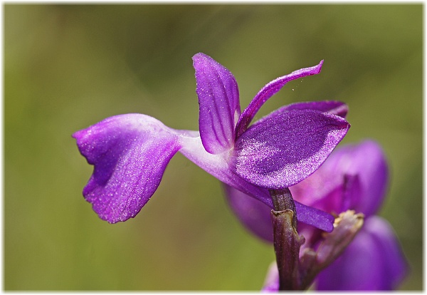 Orchis laxiflora