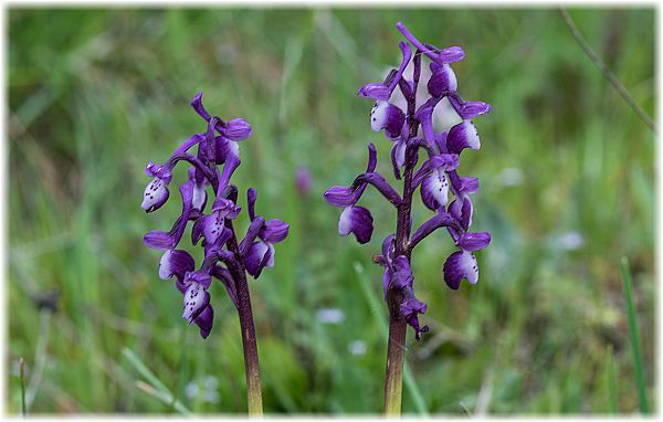 Anacamptis longicornu