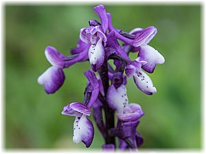 Anacamptis longicornu