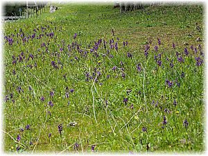 Anacamptis longicornu