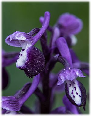 Anacamptis longicornu