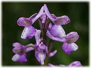 Anacamptis morio