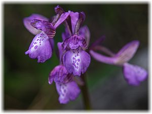 Anacamptis morio