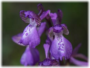 Anacamptis morio