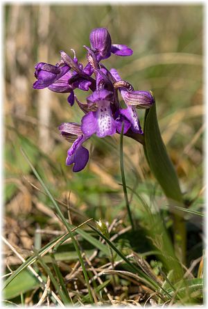 Anacamptis