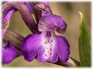 Anacamptis morio