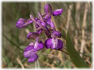 Anacamptis morio