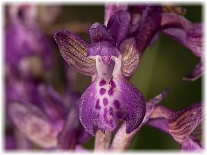 Anacamptis morio