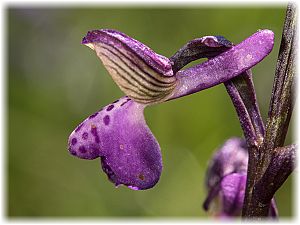 Anacamptis morio