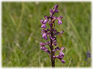 Anacamptis morio