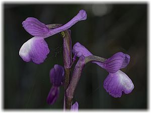 Anacamptis morio