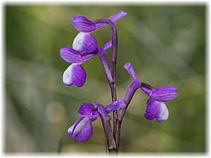 Anacamptis morio