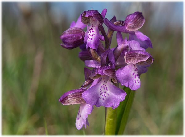 Anacamptis