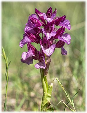 Anacamptis papilionacea grandiflora