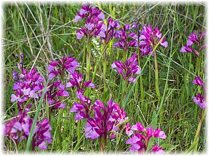 Anacamptis papilionacea grandiflora