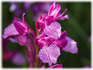 Anacamptis papilionacea grandiflora