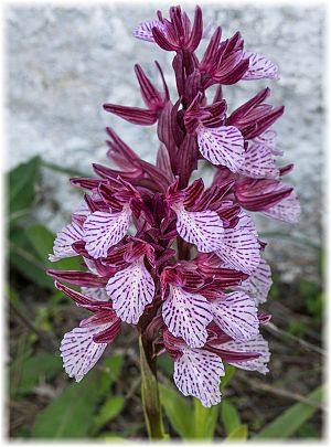 Anacamptis papilionacea aegaea