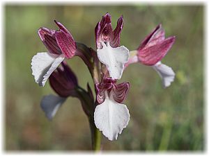 Anacamptis papilionacea aegaea