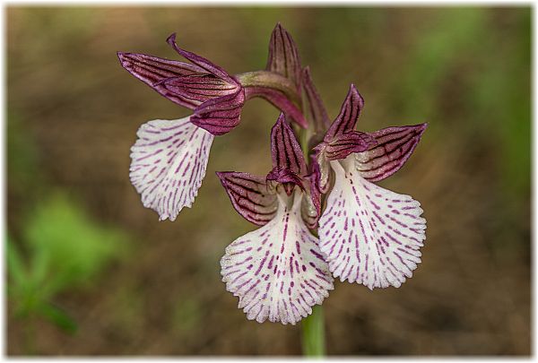 Anacamptis papilionacea aegaea