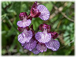 Anacamptis papilionacea grandiflora Si