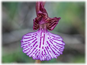 Anacamptis papilionacea grandiflora Si