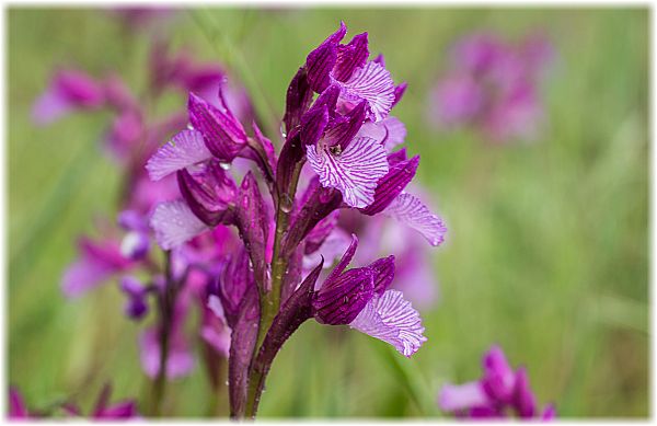 Anacamptis papilionacea grandiflora