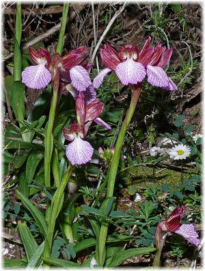 Anacamptis papilionacea ssp expansa