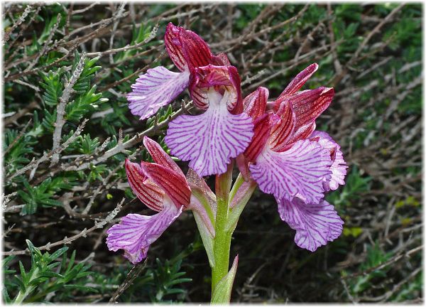 Anacamptis papilionacea ssp expansa