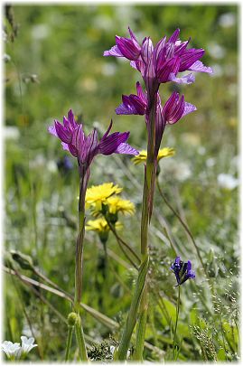 Anacamptis papilionacea ssp heroica