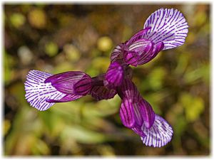 Anacamptis papilionacea ssp heroica