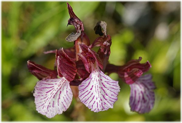 Anacamptis papilionacea ssp heroica